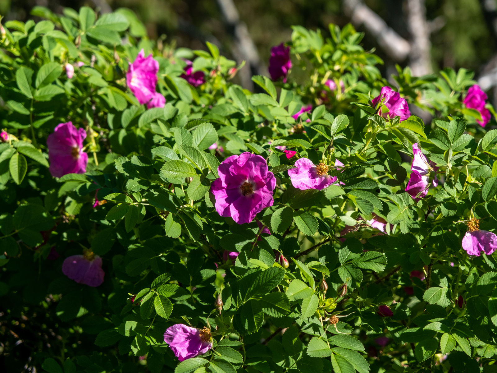 Bilder till bildgalleri