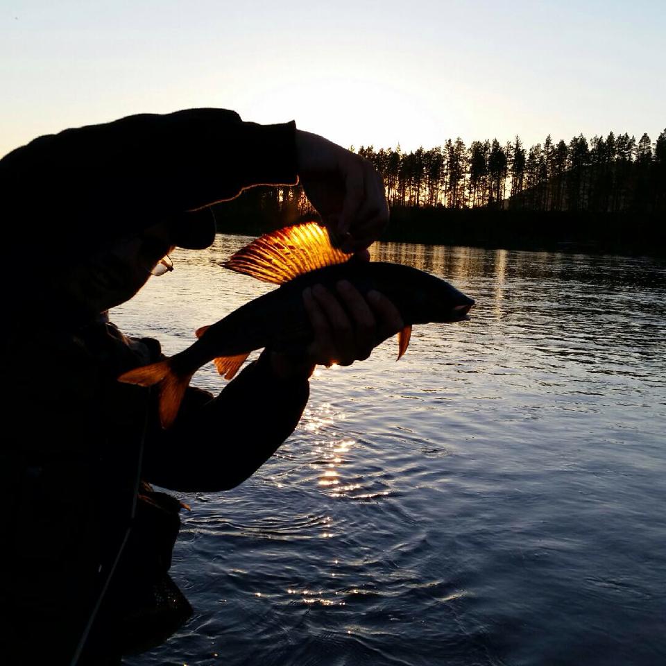 Bilder till bildgalleri