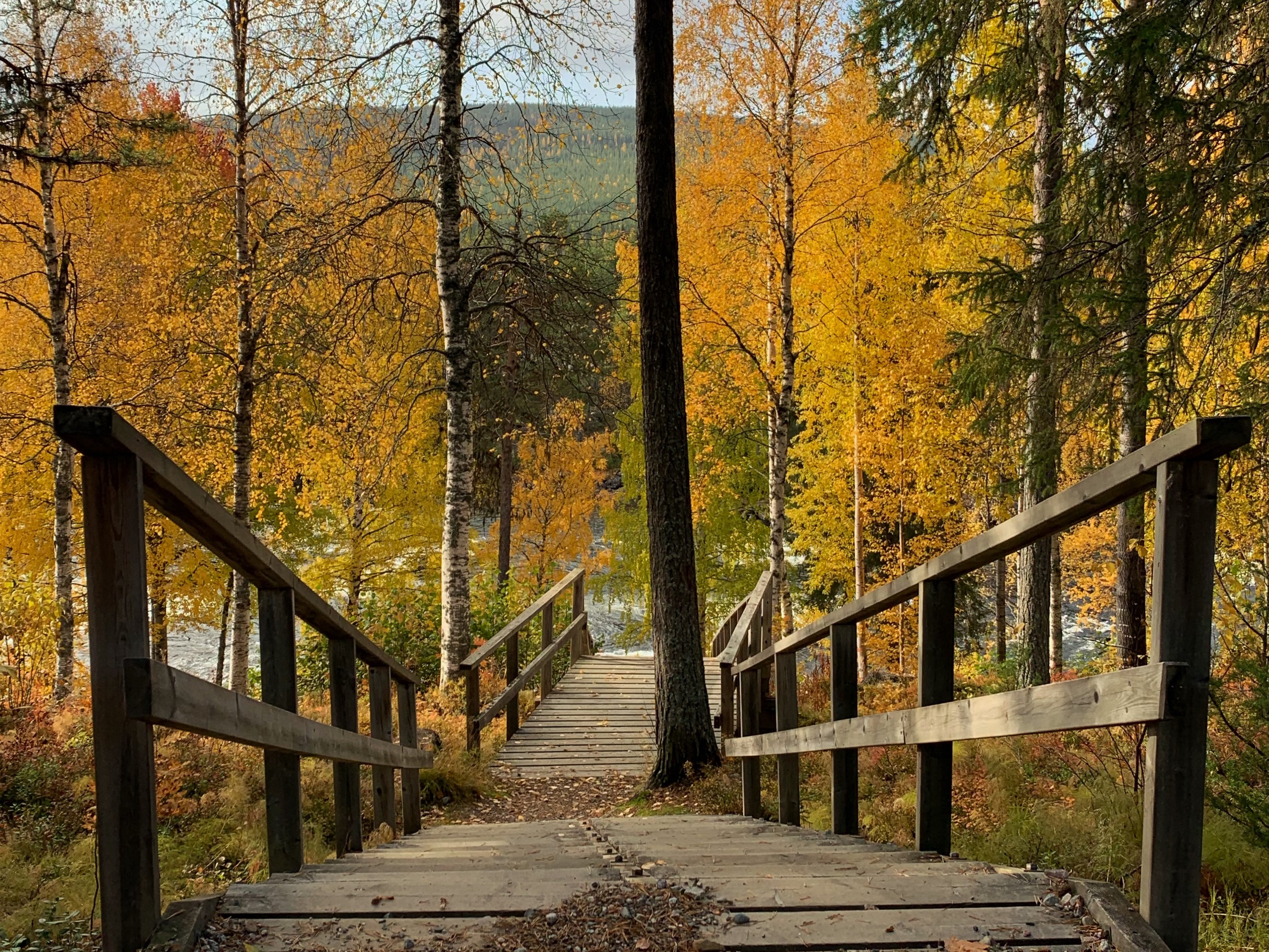 Bilder till bildgalleri