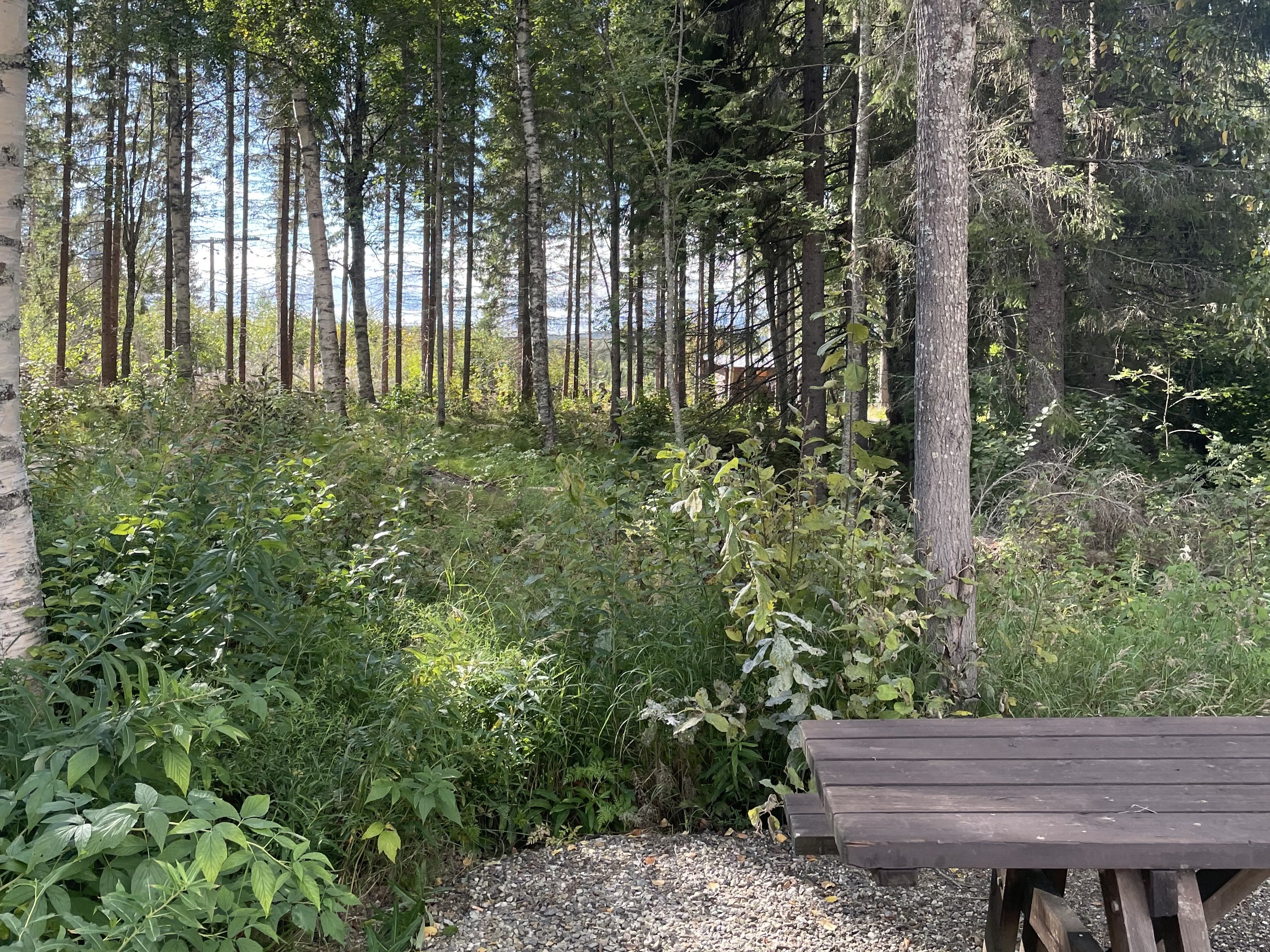 Bilder till bildgalleri