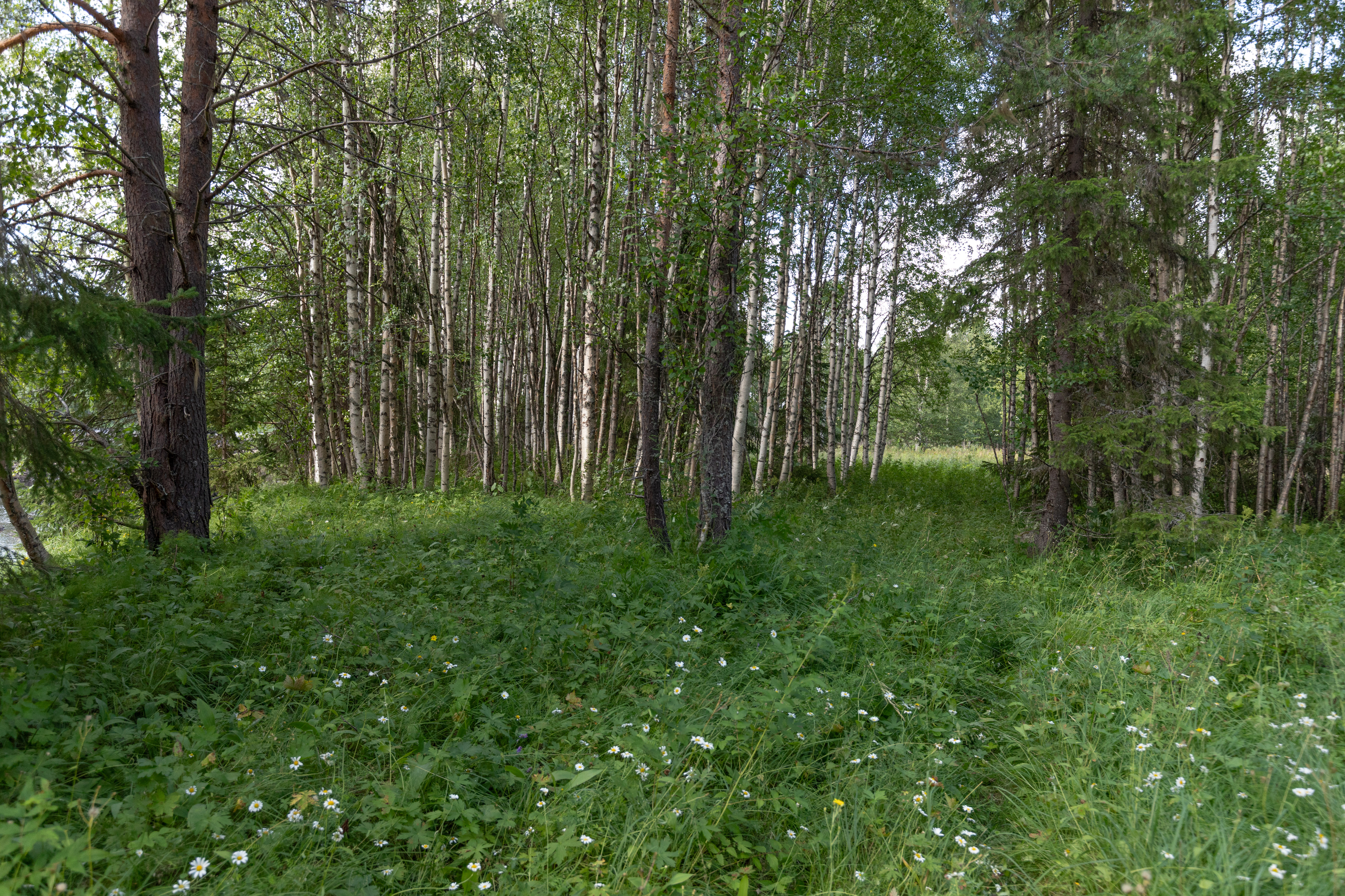 Bilder till bildgalleri