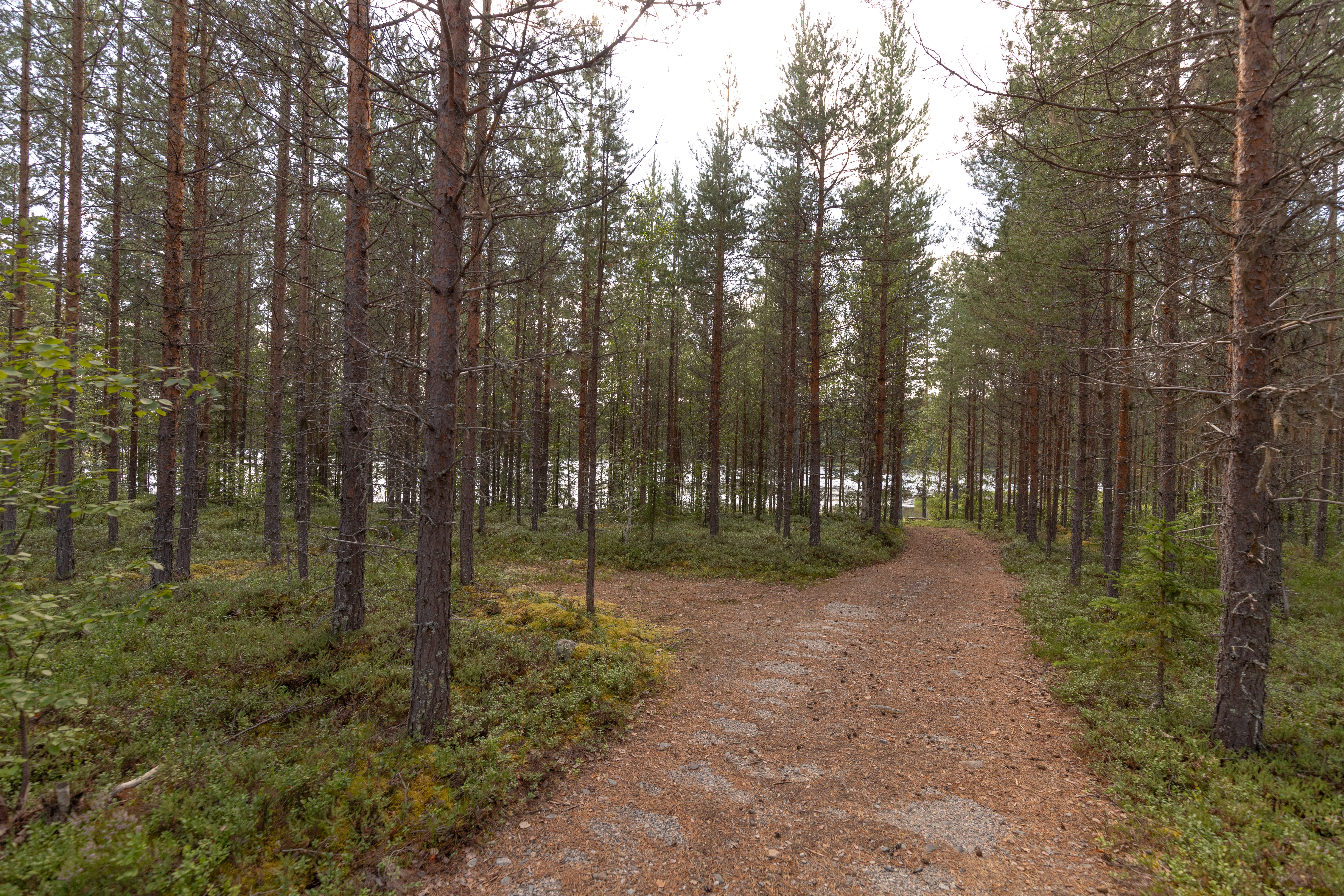 Bilder till bildgalleri