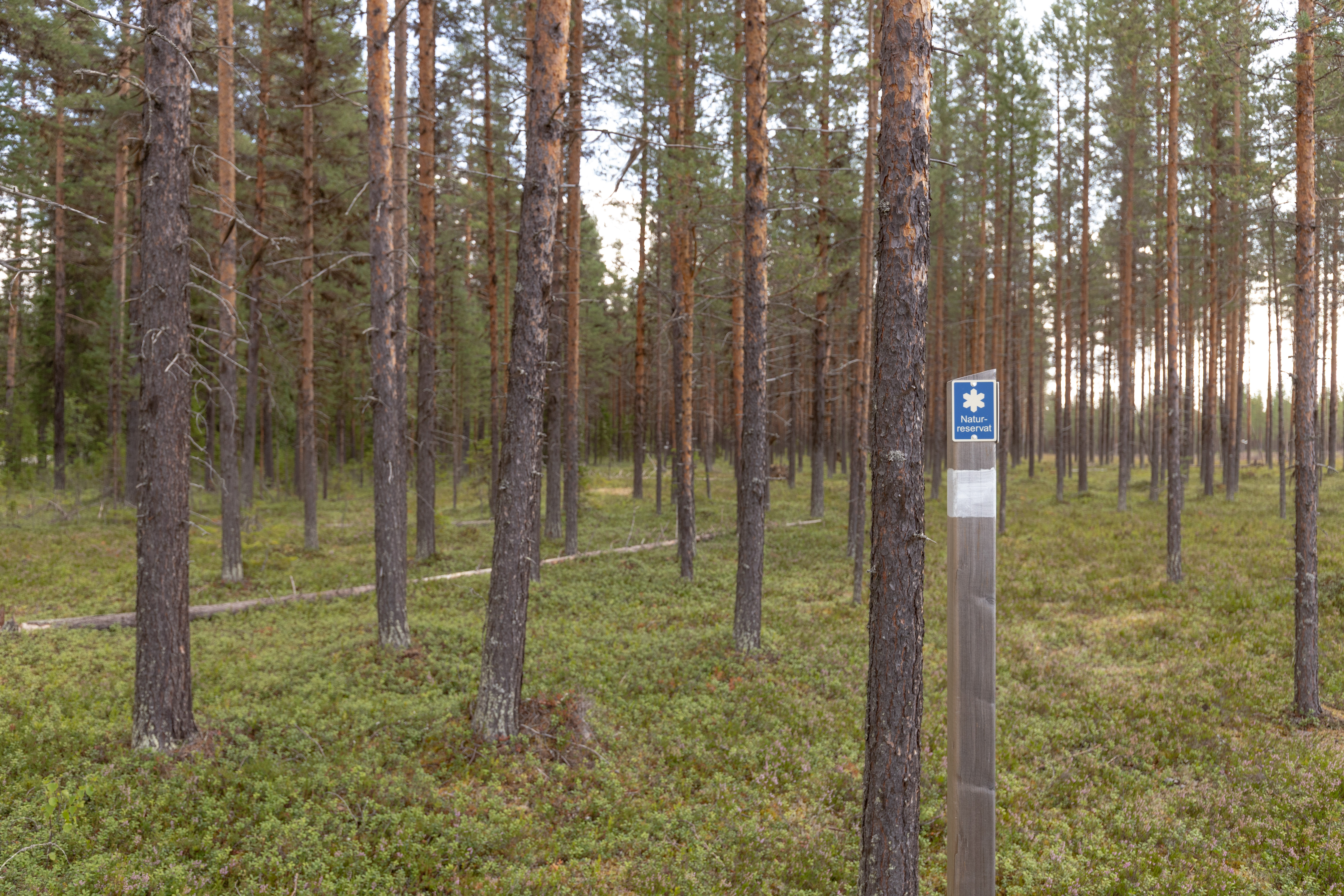 Bilder till bildgalleri